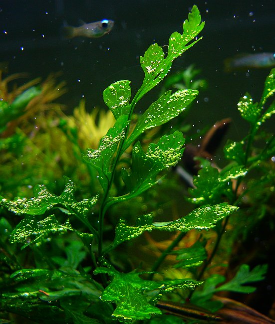 submerged freshwater aquatic plants identification