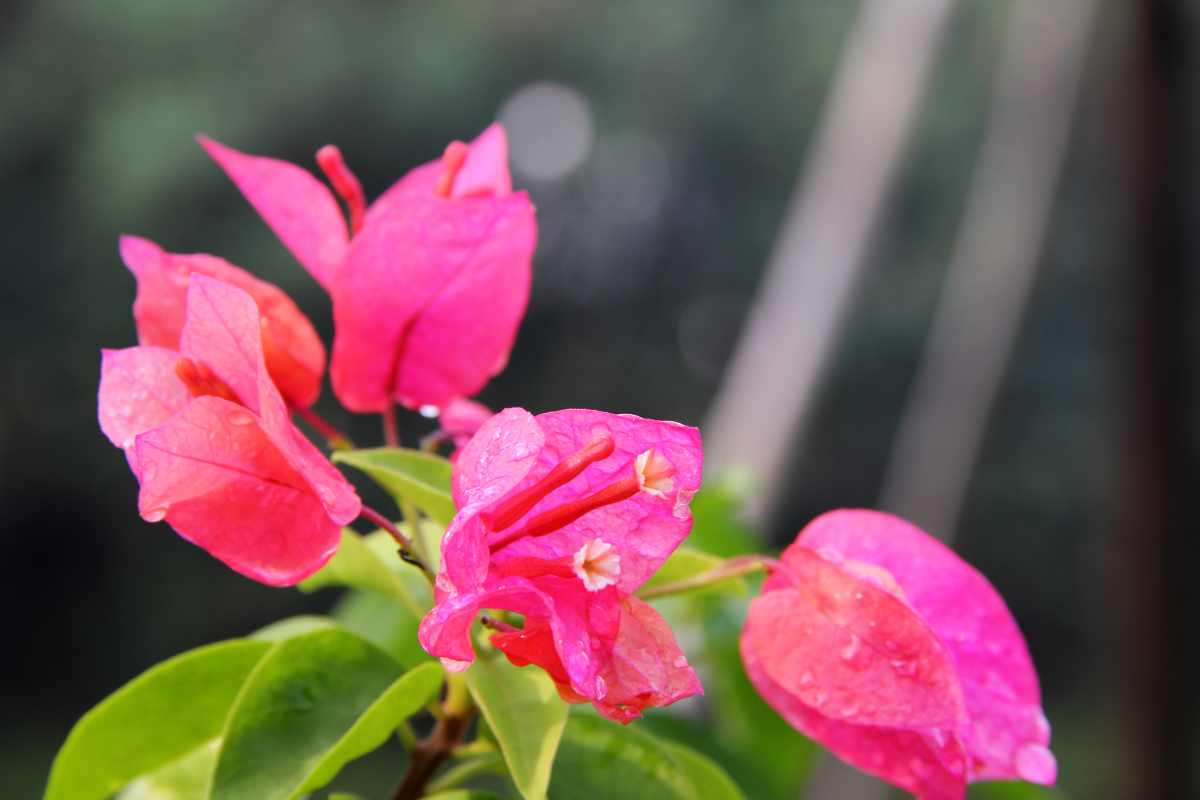 Tập tin:Bougainvillea glabra (5).jpg – Wikipedia tiếng Việt