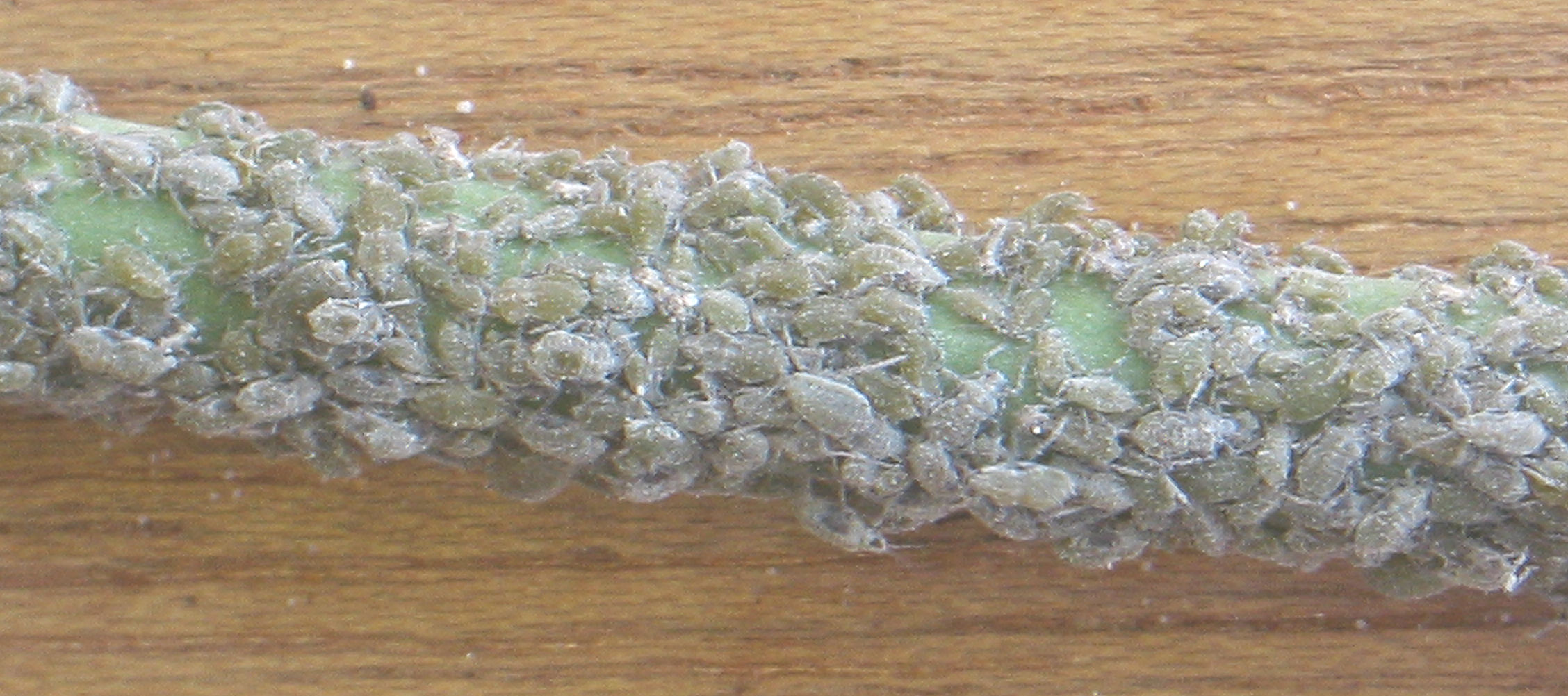Капустная тля (Brevicoryne brassicae L.)