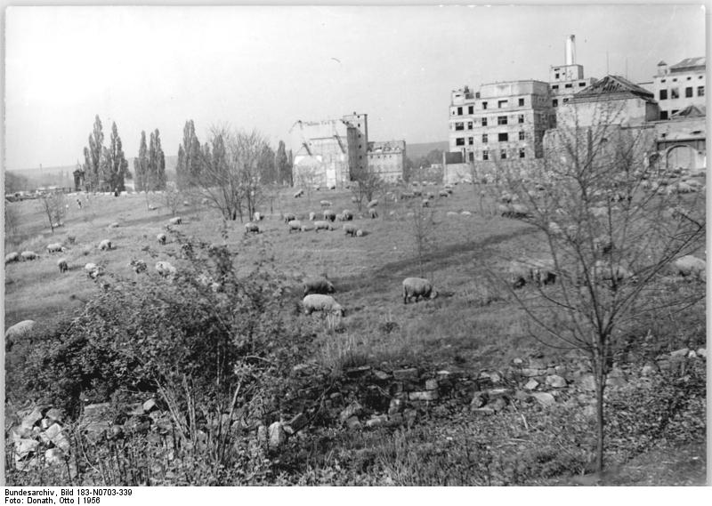 Schafherde im zerstörten Stadtzentrum 1956