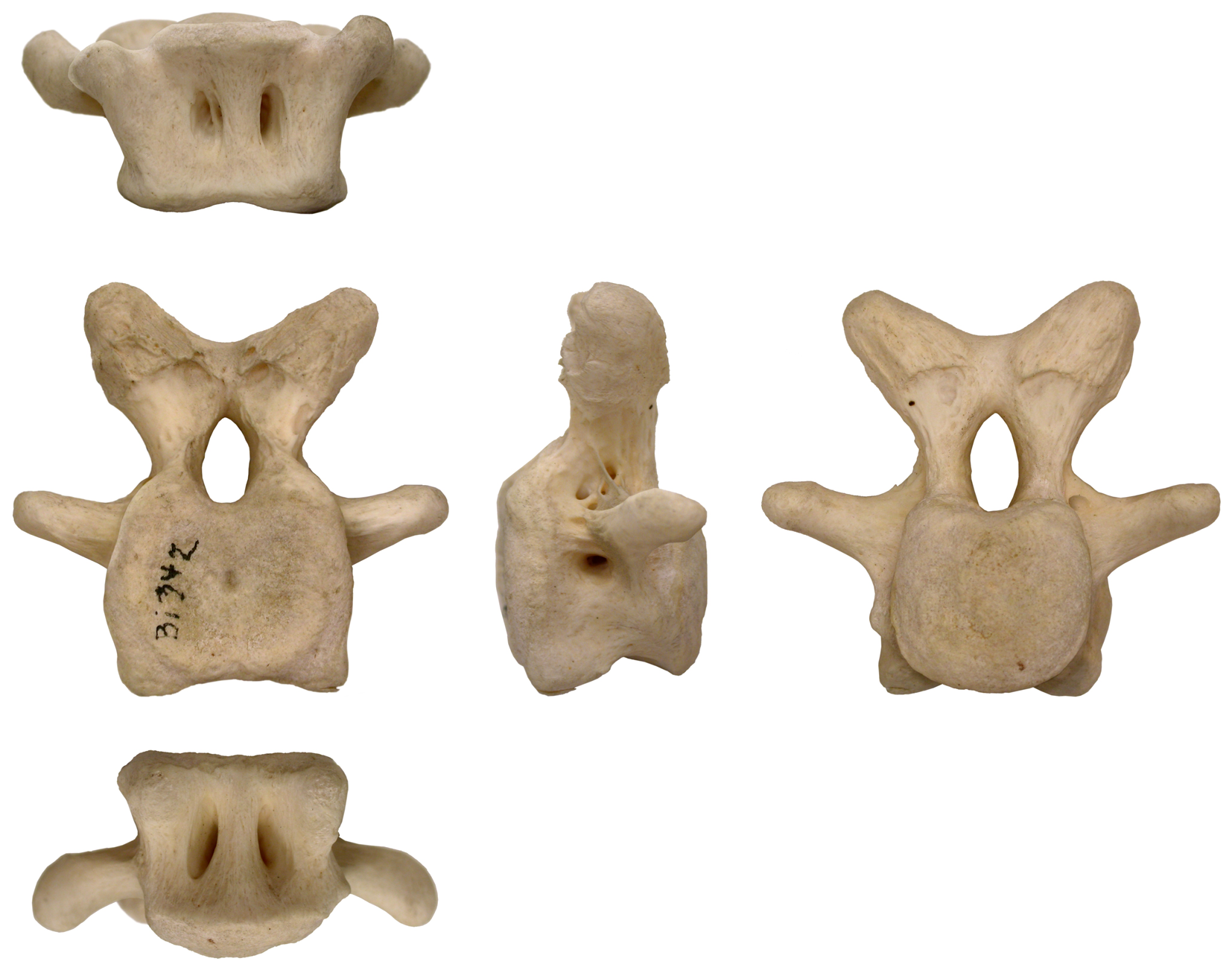 coccygeal vertebrae dog