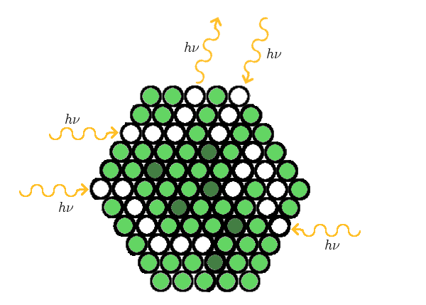 File:Chloroplasts - diffusion of photons.png