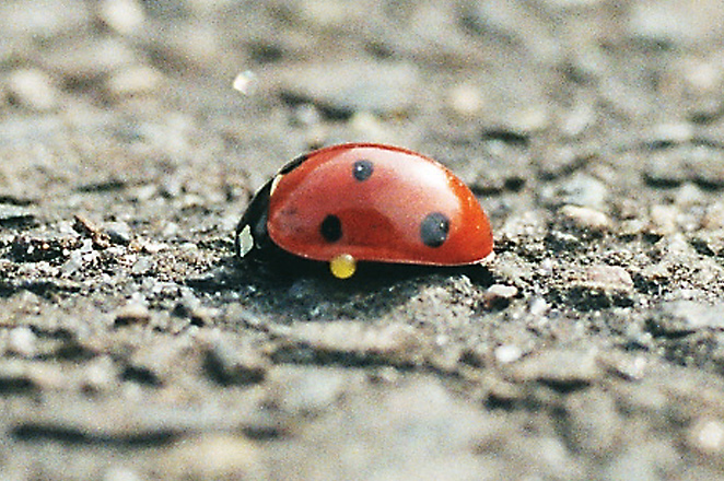 File:Coccinella septempunctata Reflexbluten (cropped).jpg