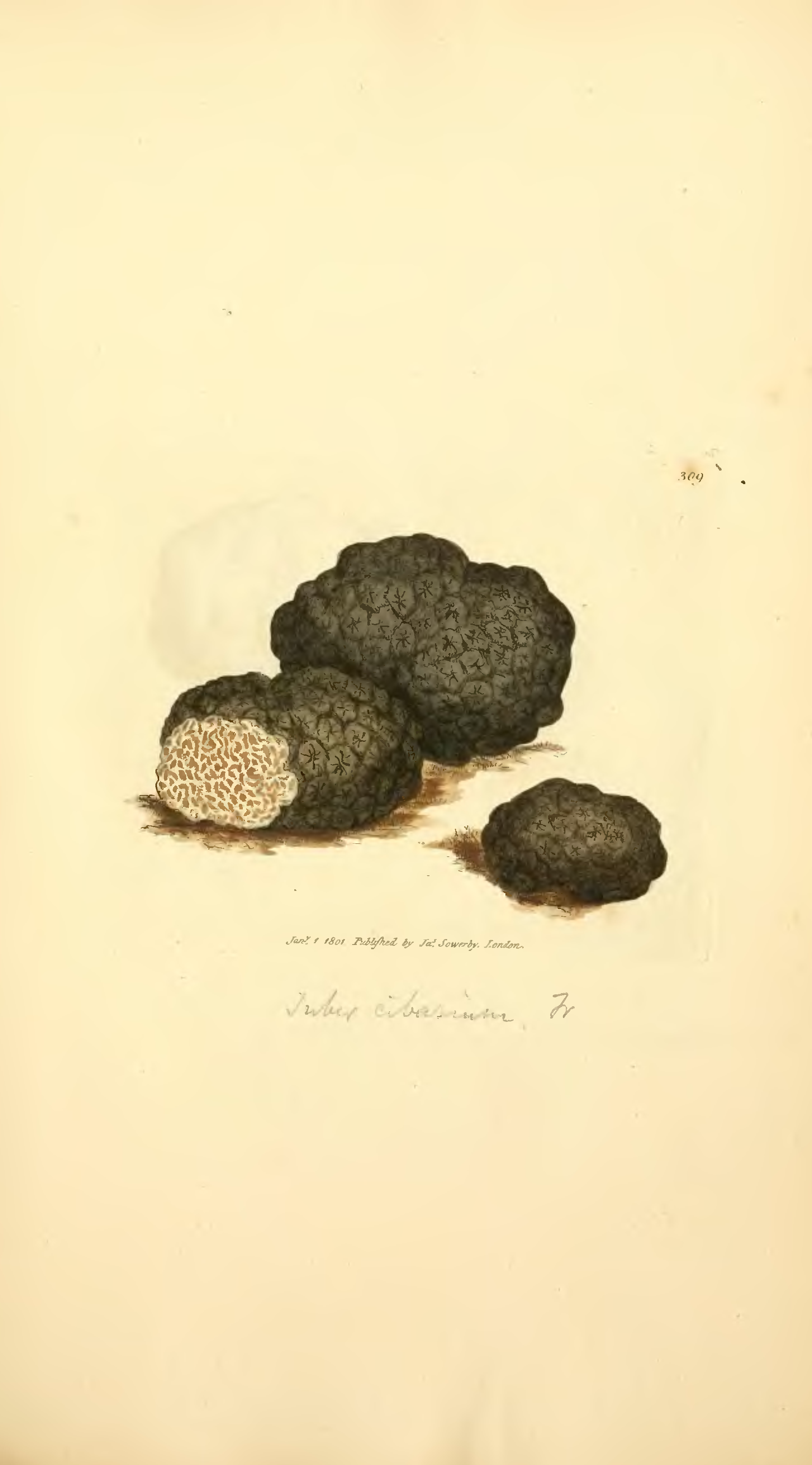 File:Coloured Figures of English Fungi or Mushrooms - t. 309.png - Wikimedia Commons