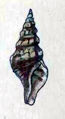 <i>Comitas albicincta</i> Species of gastropod