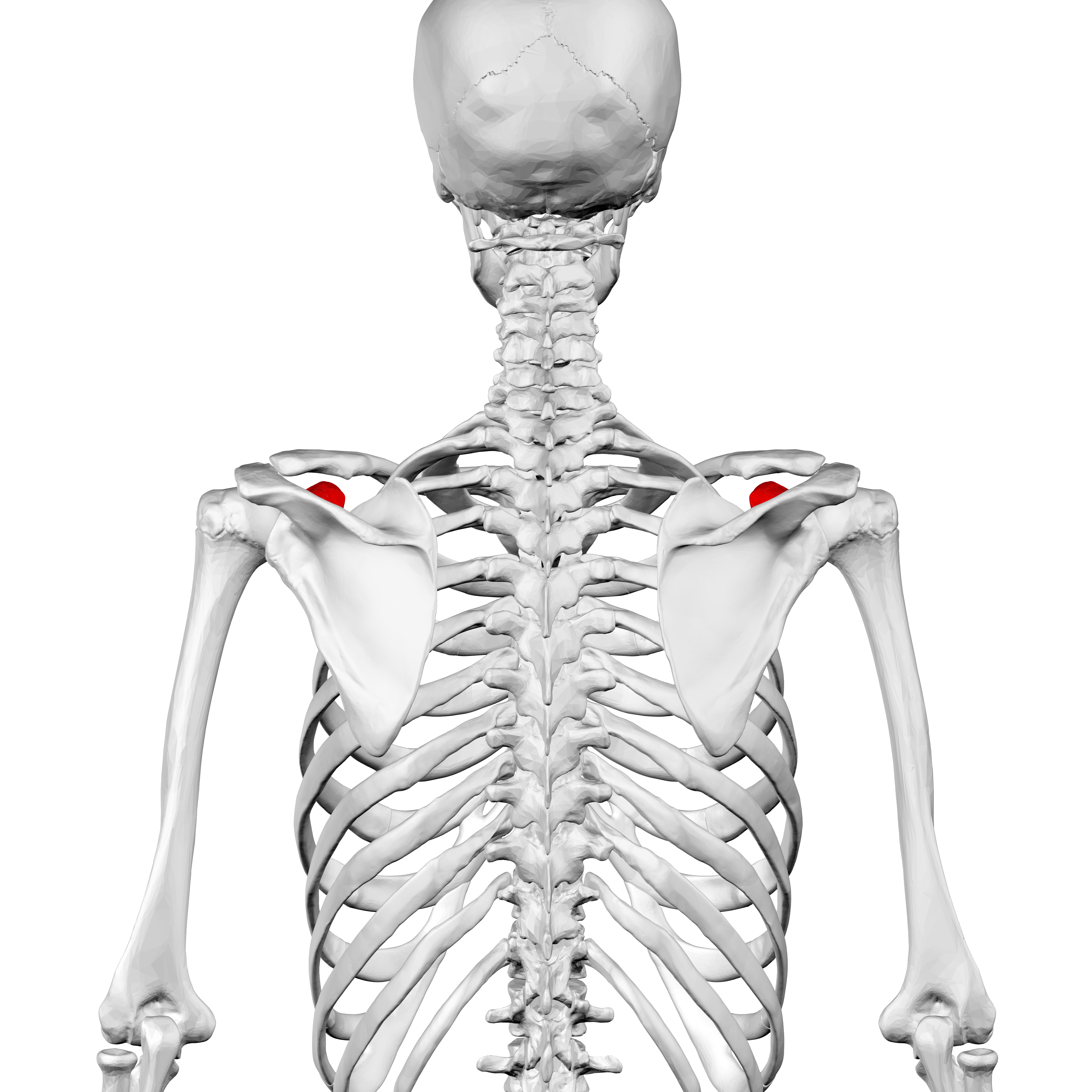 coracoid process of scapula