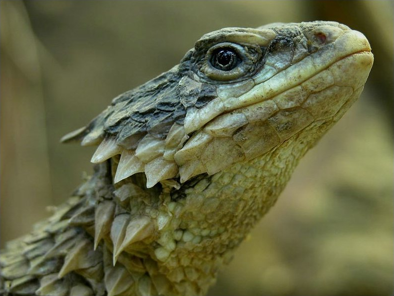 Lilac Spiny Aragosta Su Sassi in Un Acquario Che Muove Le Antenne