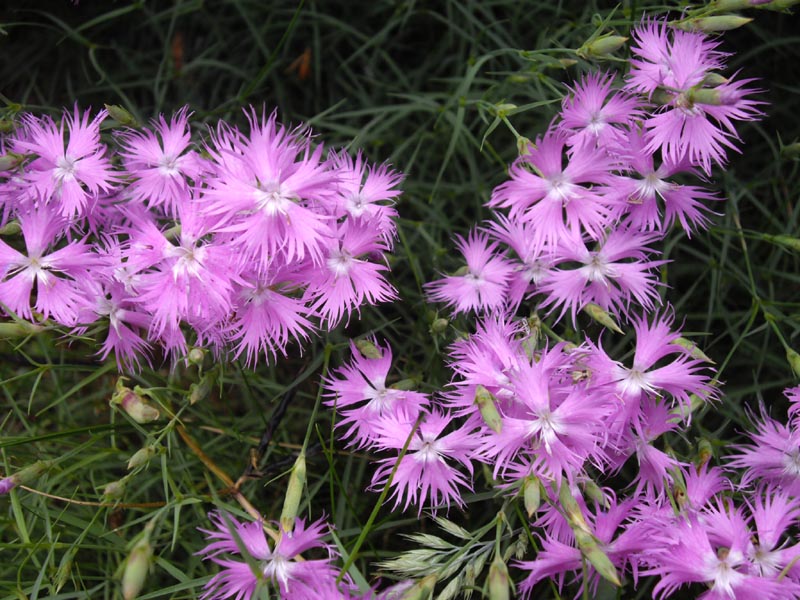 File:Dianthus monspessulanus 6.JPG