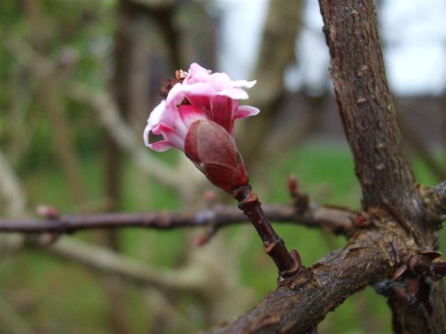 File:Early signs of Spring^ - geograph.org.uk - 1091495.jpg