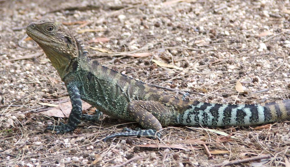 australian water dragon enclosure