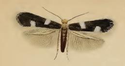 <i>Ectoedemia weaveri</i> Species of moth