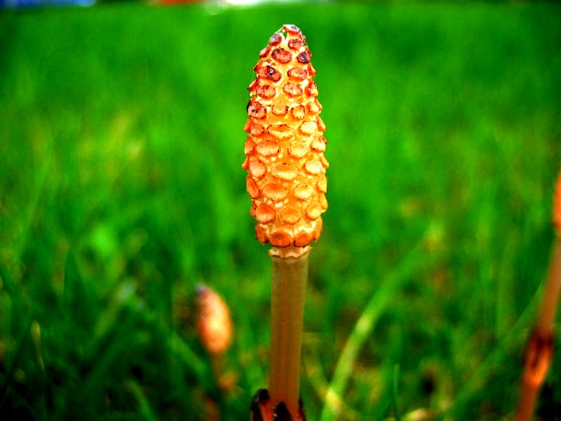 File:Equisetum arvense strobilus 2.jpg