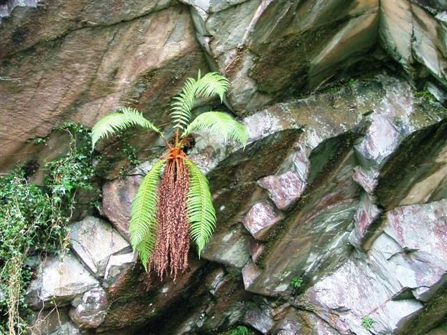 File:Fern, Rydal Cave - geograph.org.uk - 122590.jpg