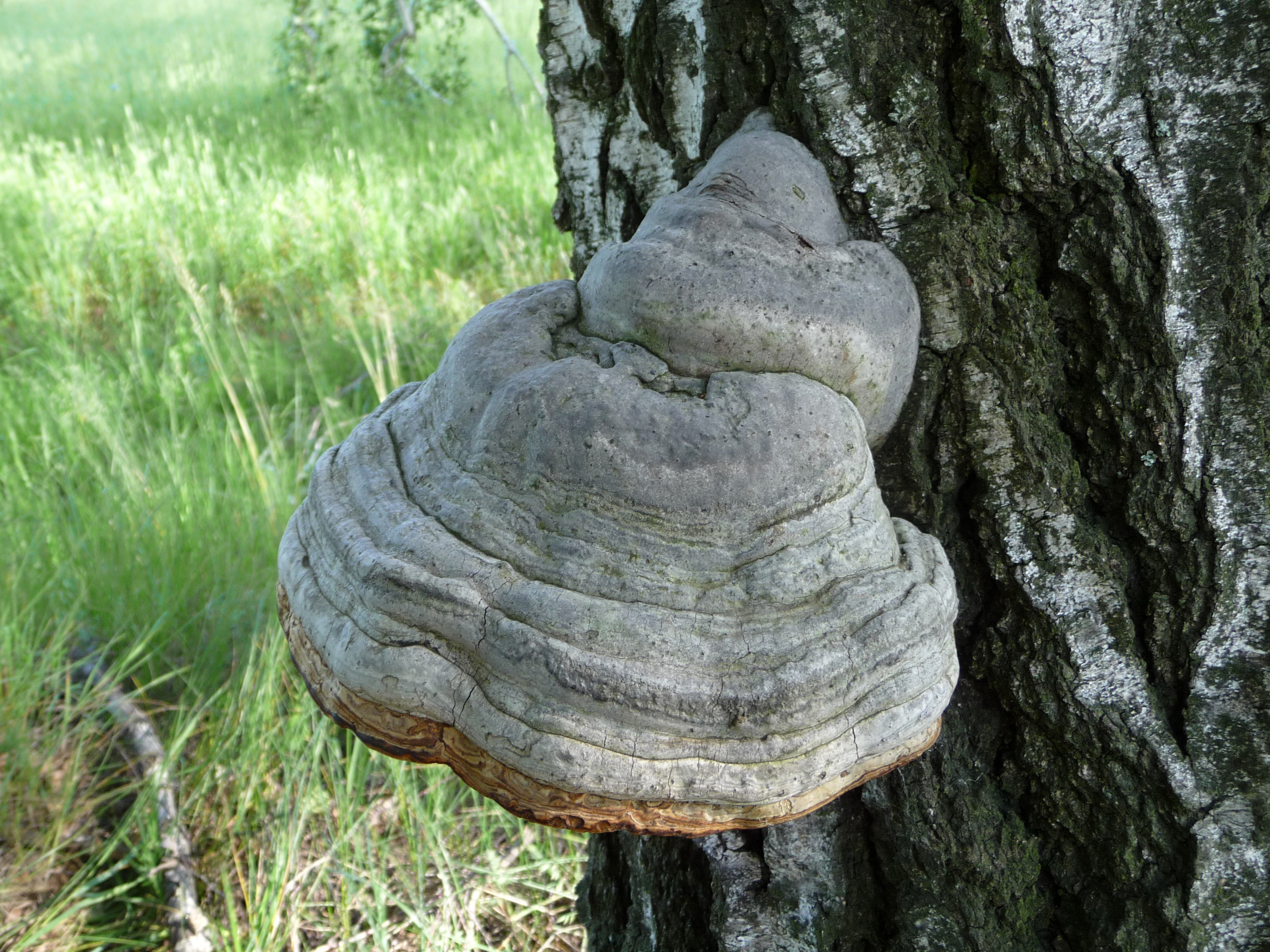 Fomes fomentarius