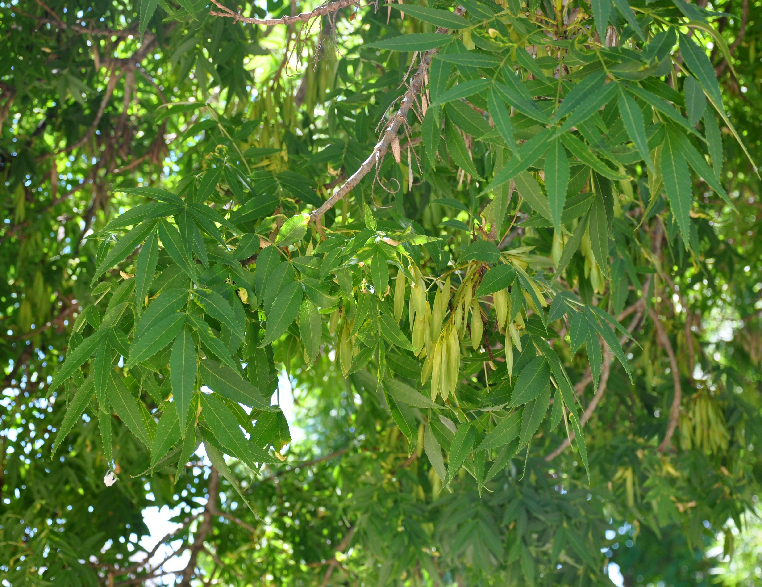 Ясень листья фото дерева и листьев. Ясень узколистный. Fraxinus angustifolia. Ясень Амурский. Ясень золотокорый.