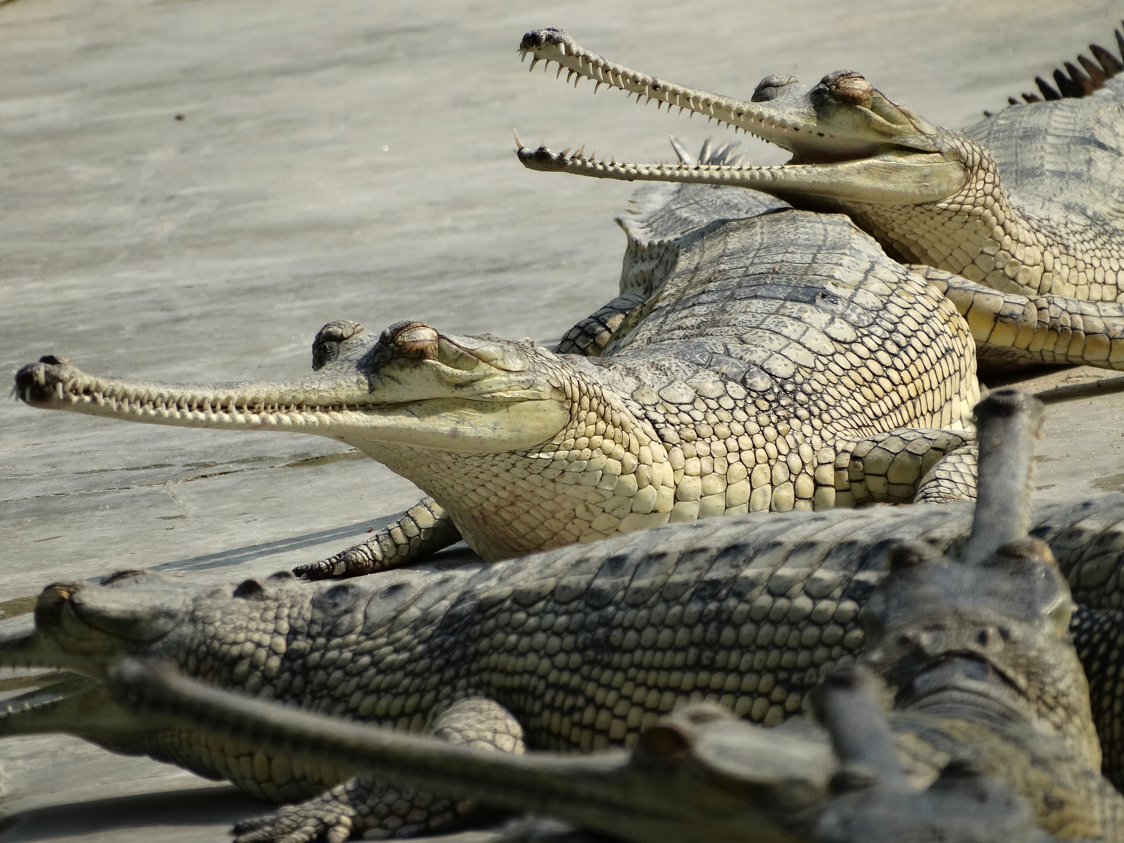 Gharial crocodile