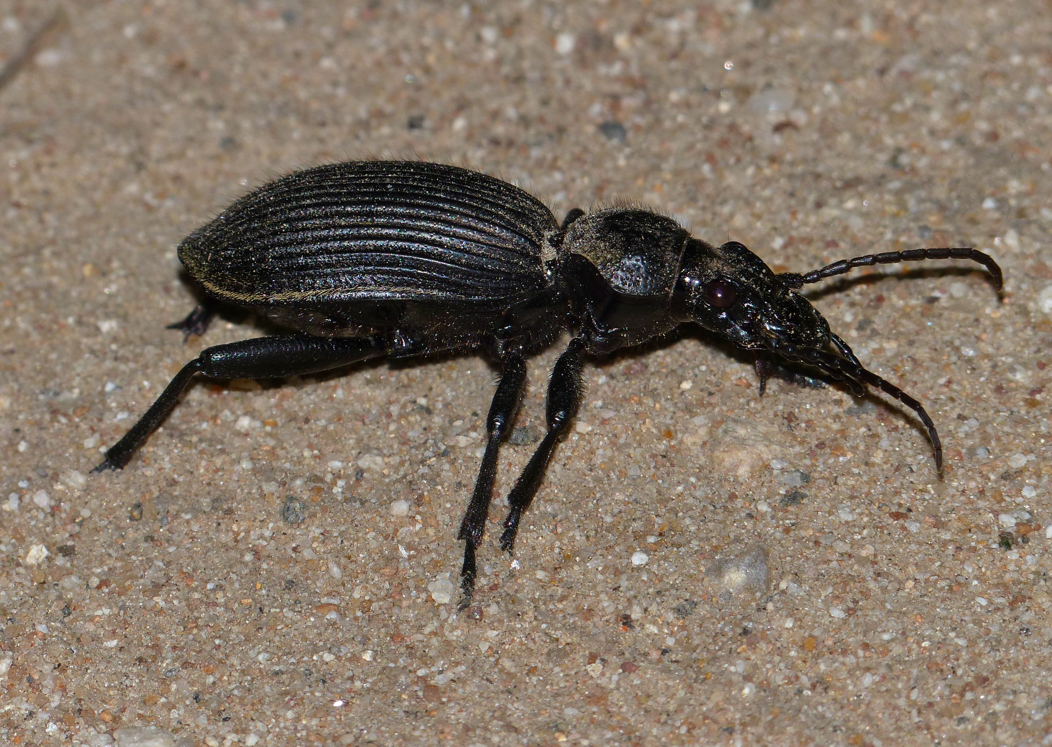 Ground Beetle (Anthia fornasinii) (12025512464).jpg