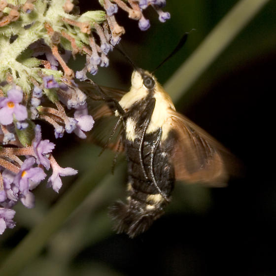 File:Hemaris diffinis.jpg