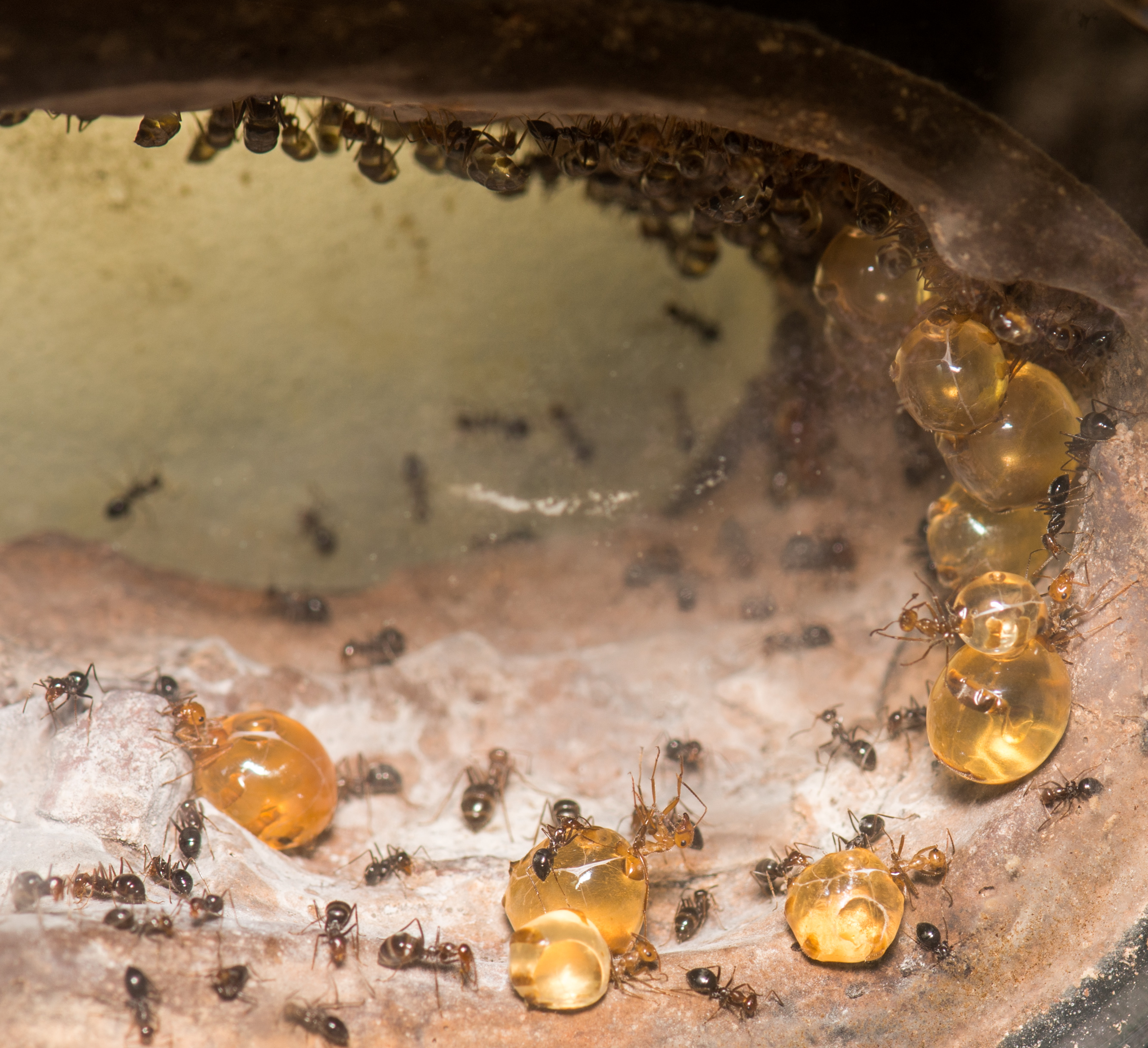 File:Honeypot ants (Myrmecocystus mimicus) at Oakland Zoo.jpg - Wikimedia  Commons