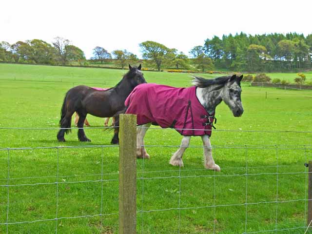 File:Horses at East Keillor - geograph.org.uk - 177168.jpg