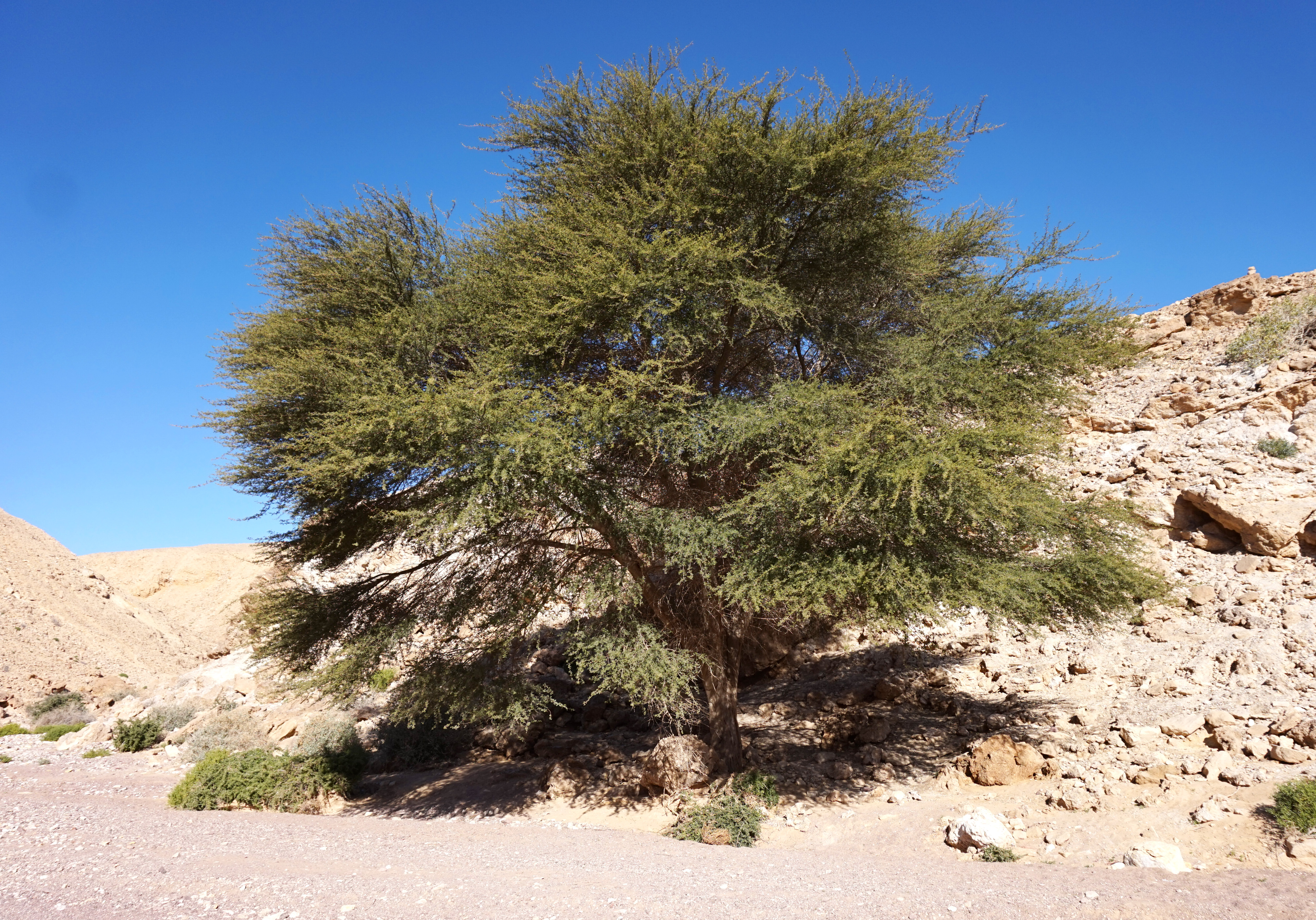 Алектрион дерево Израиль