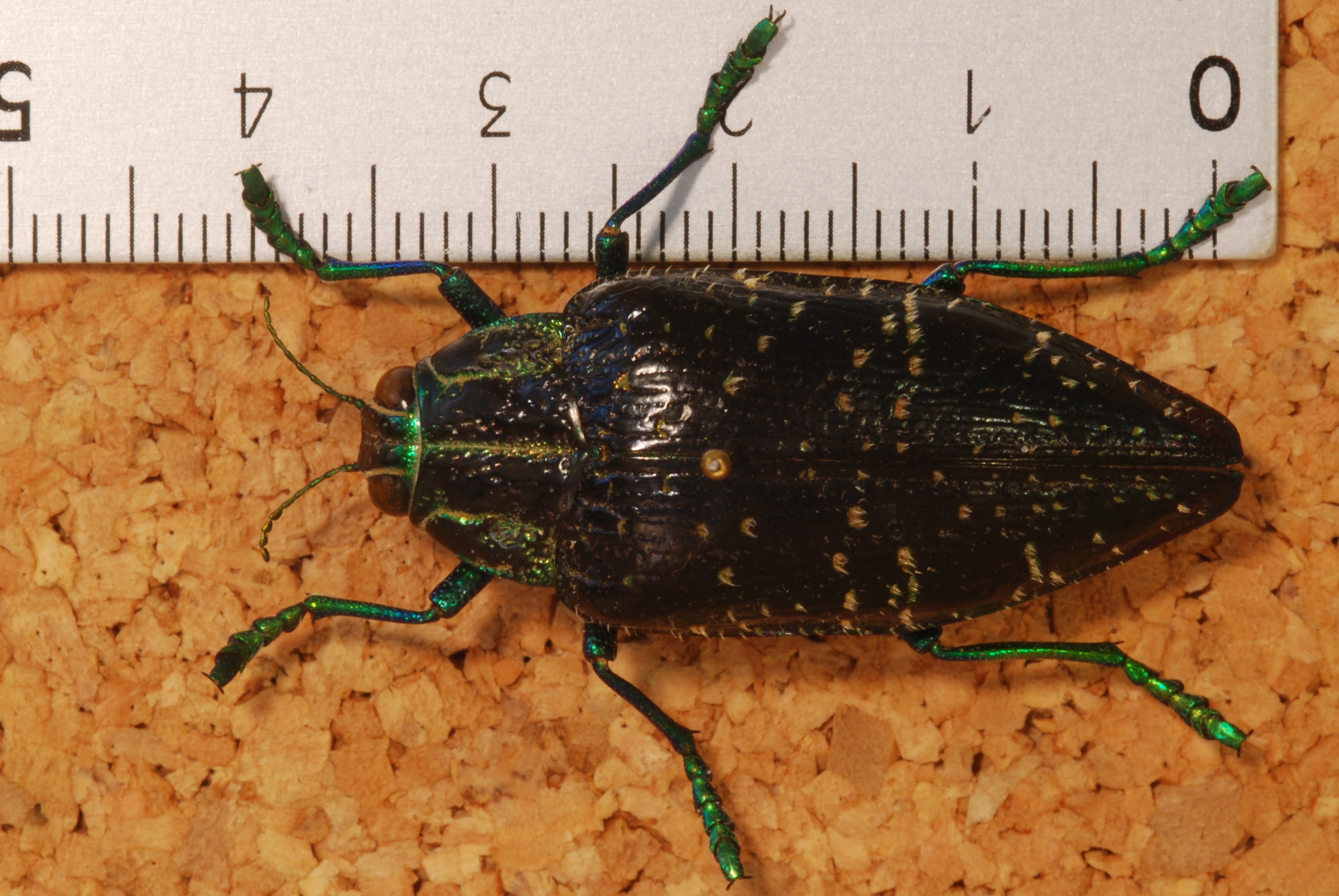 Jewel Beetle (Polybothris sumptuosa) "morosa morph" (8287140139).jpg