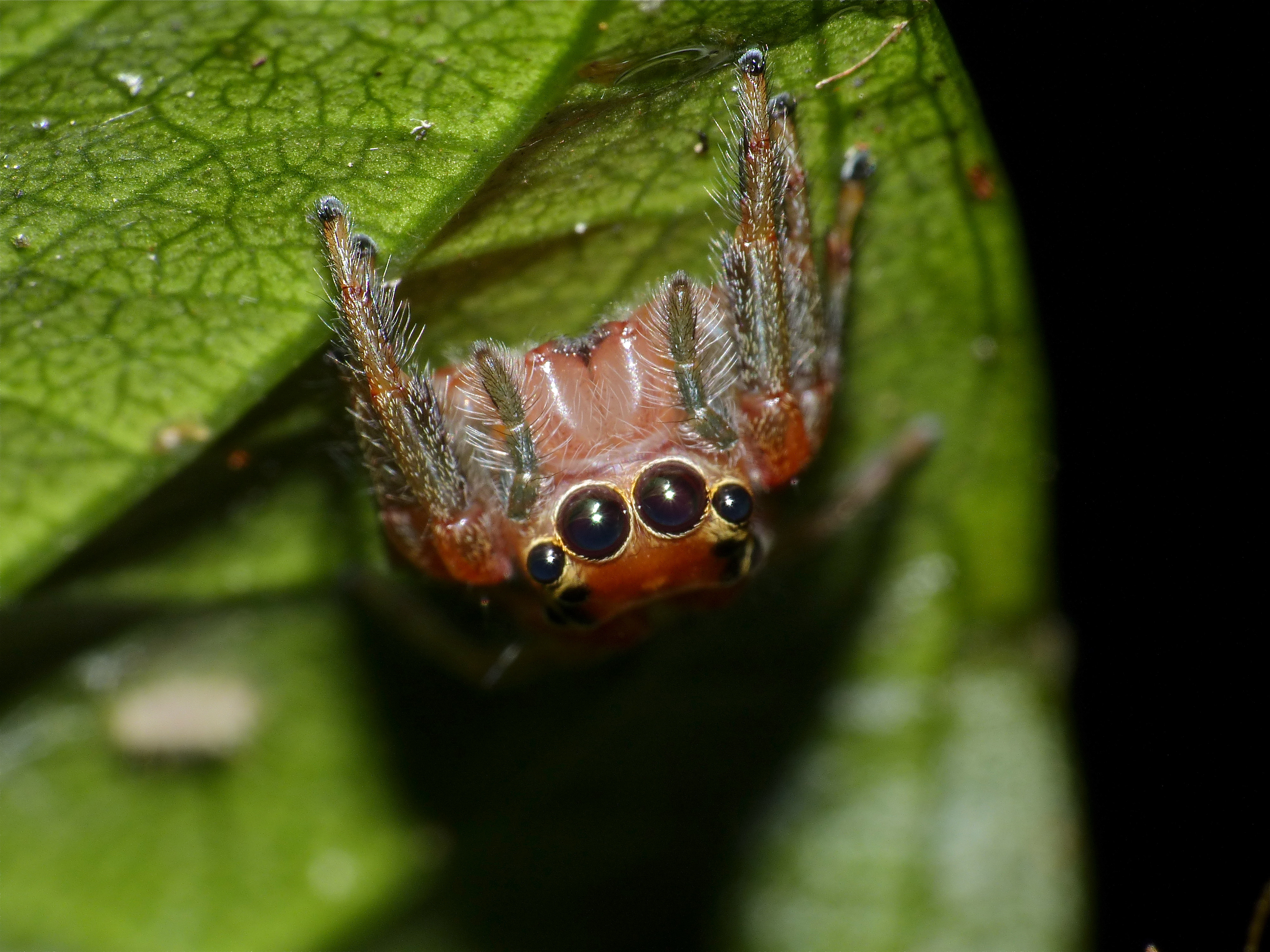 Jumping Spider (Salticidae) (15584427285).jpg