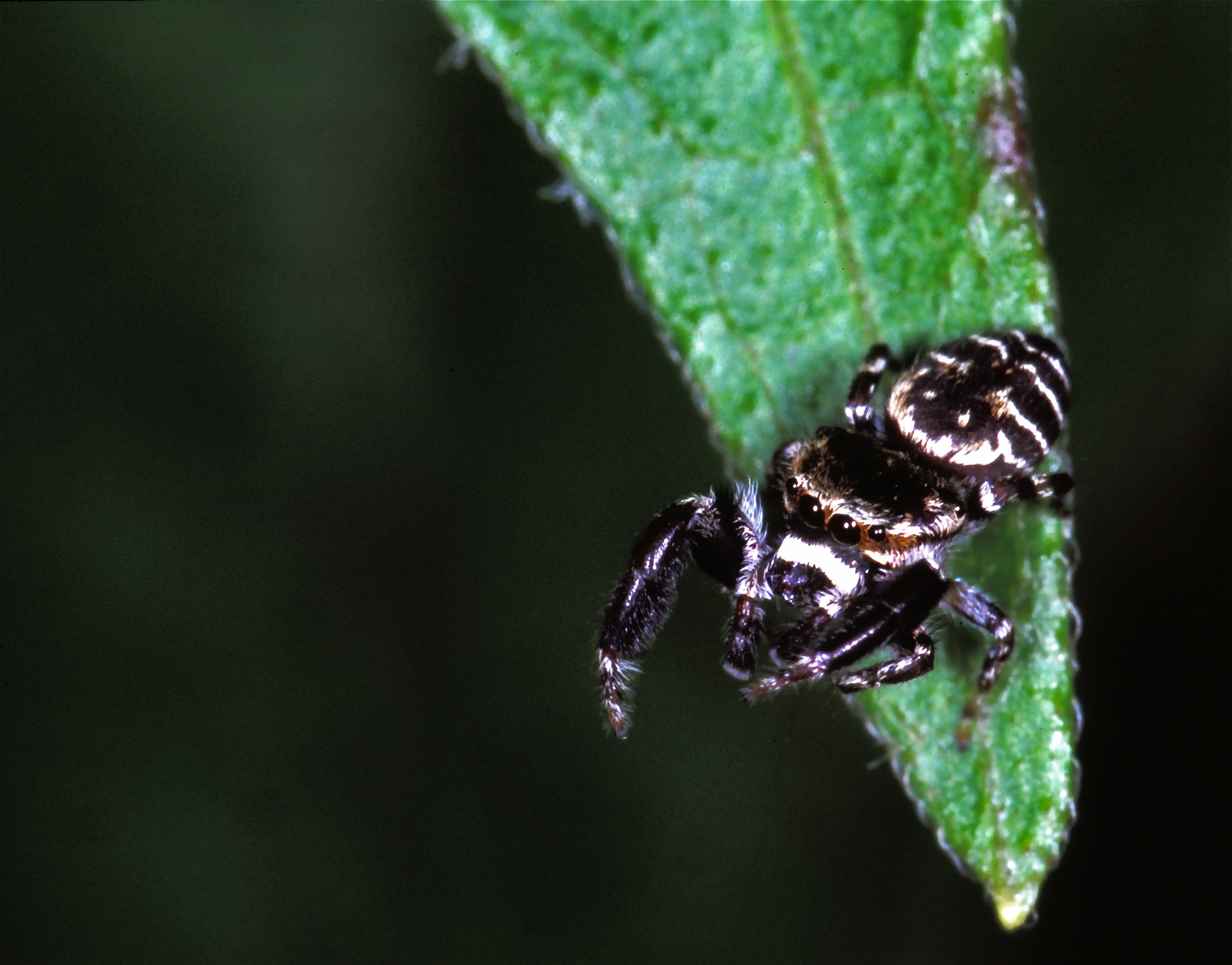 Jumping Spider (Salticidae) (7786726312).jpg