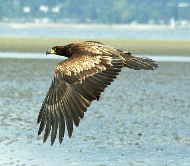 File:Juvebaldeagle-6may8.jpg