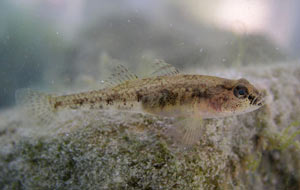 Adriatic dwarf goby Species of fish