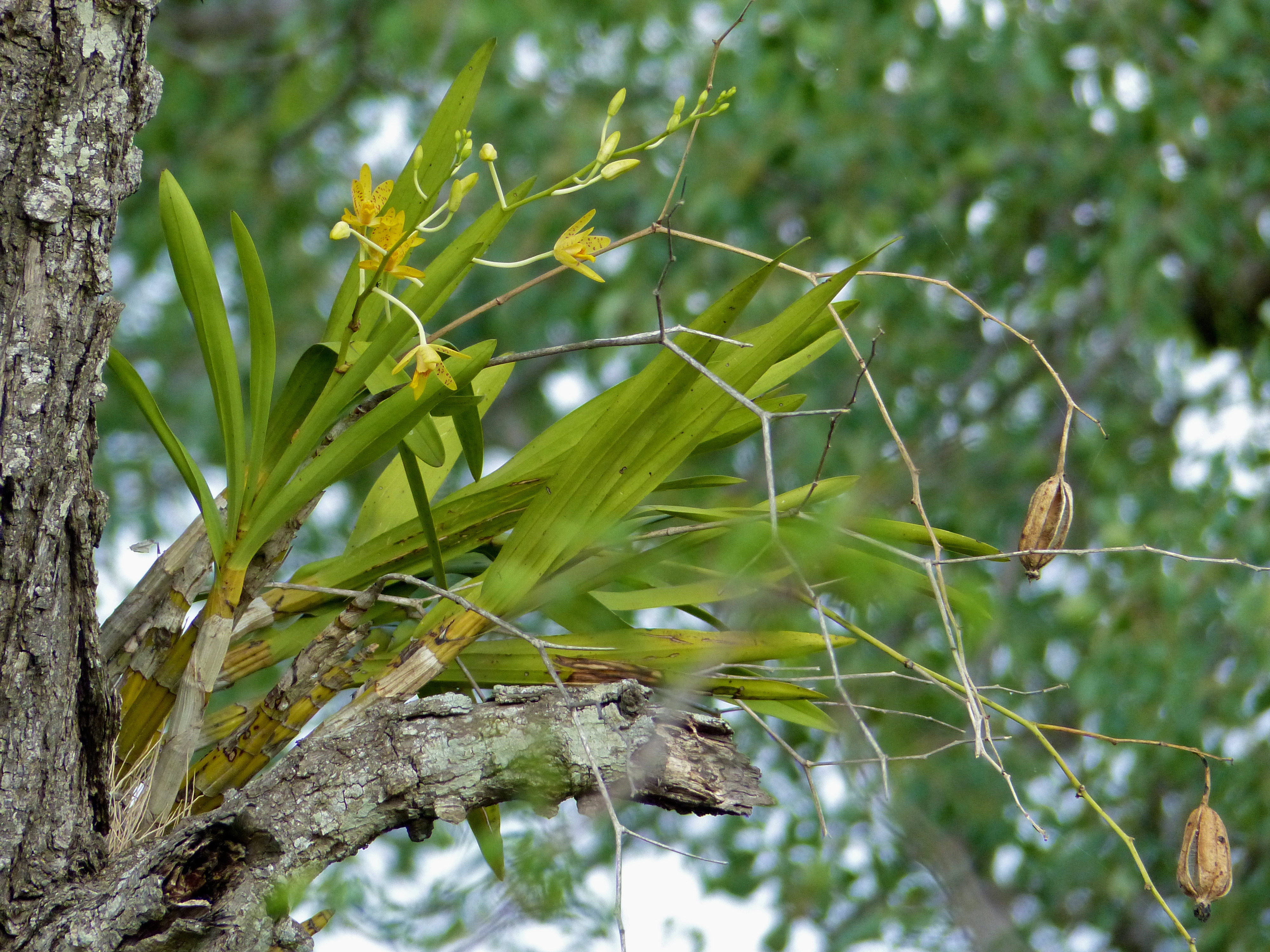 Leopard Orchid (Anselia africana) (11410695955).jpg