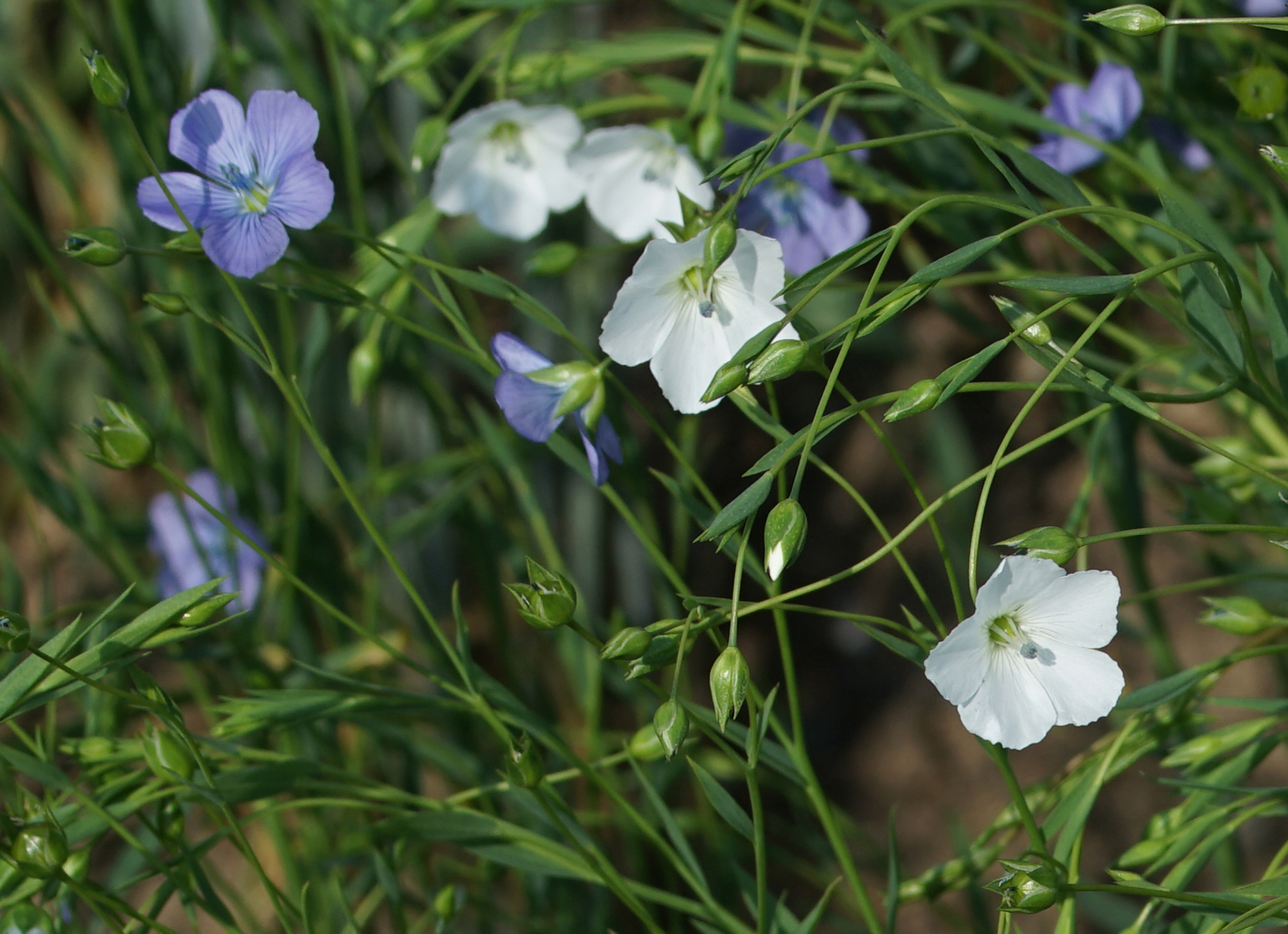 Лен обыкновенный описание. Linum usitatissimum. Лен обыкновенный - Linum usitatissimum. Лён обыкновенный долгунец. Лён обыкновенный (Linum usitatissimum l.).