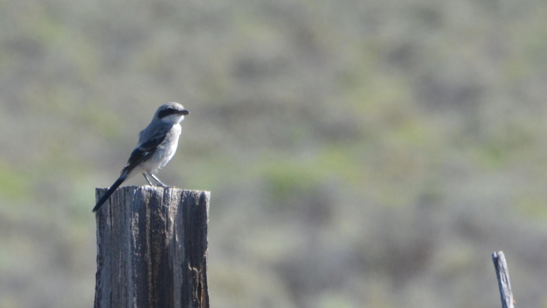 Рџќ рірес. Silver Shrike. Golden Shrike на русском.