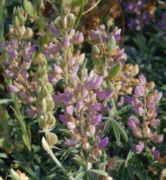 File:Lupinus formosus.jpg