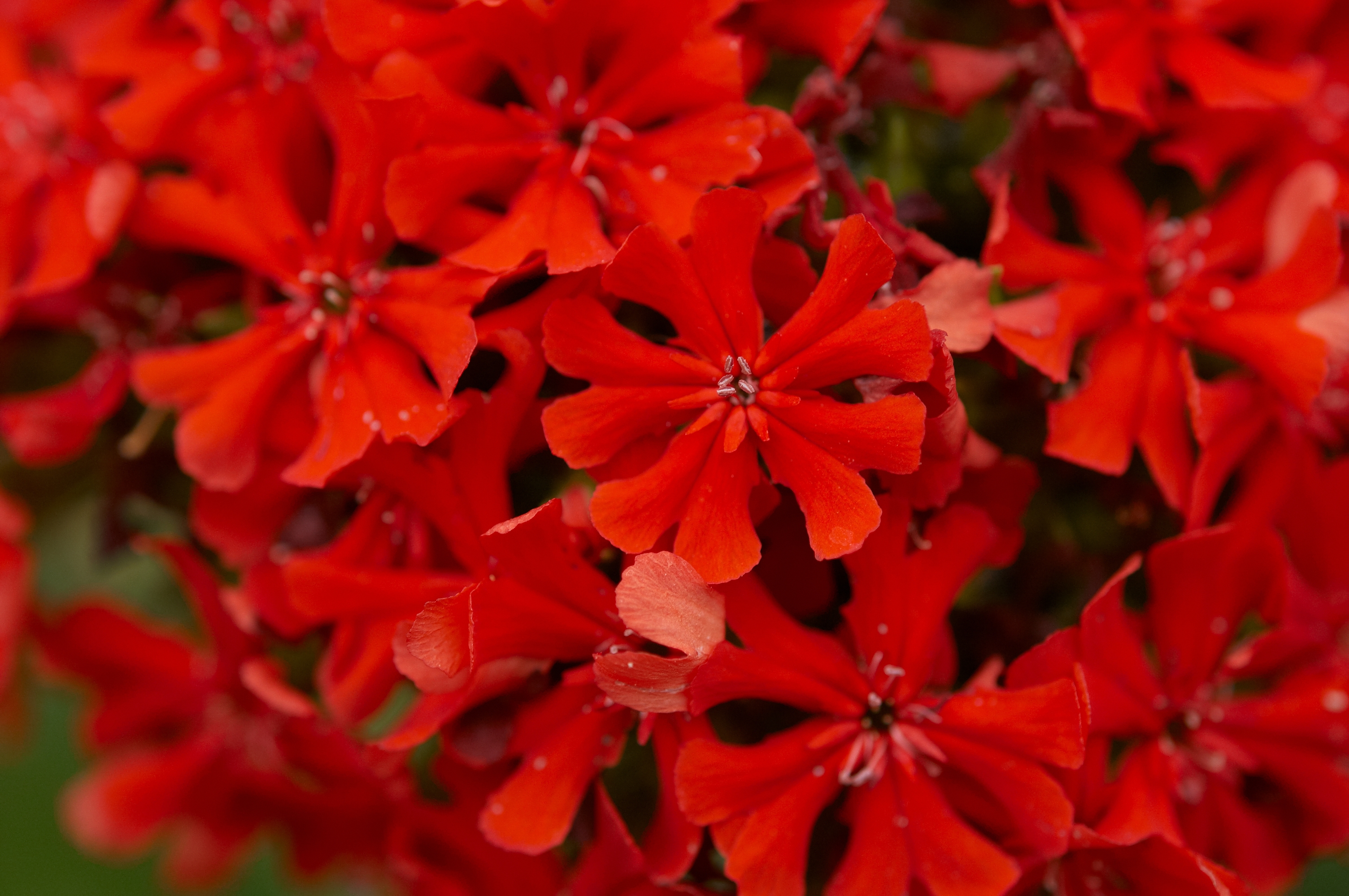 Lychnis chalcedonica