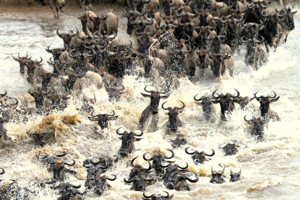 The Great Migration: A Spectacle Worth Witnessing