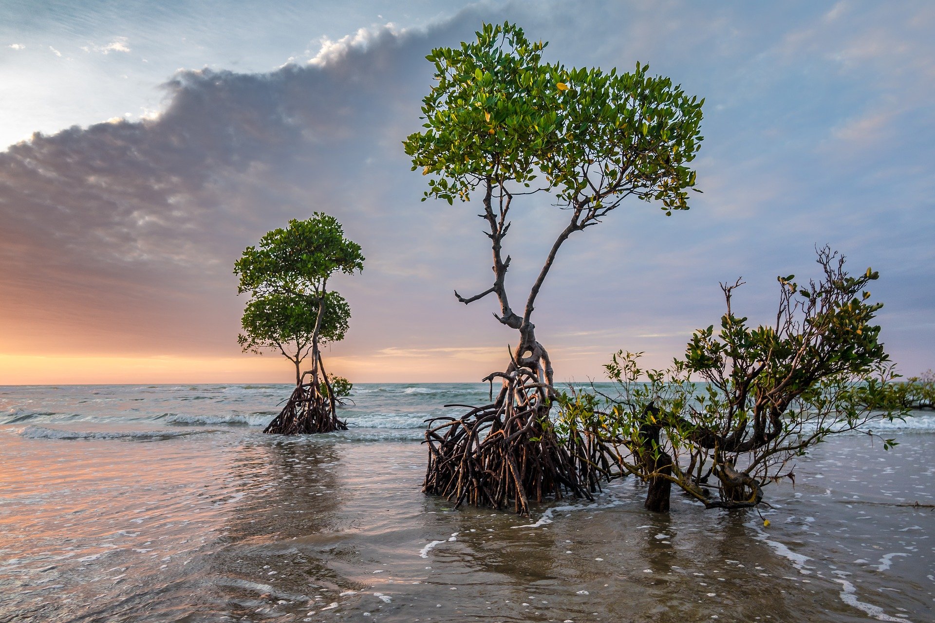 Mangroves_at_sunset