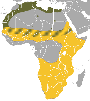 <i>Ictonyx</i> Genus of carnivores