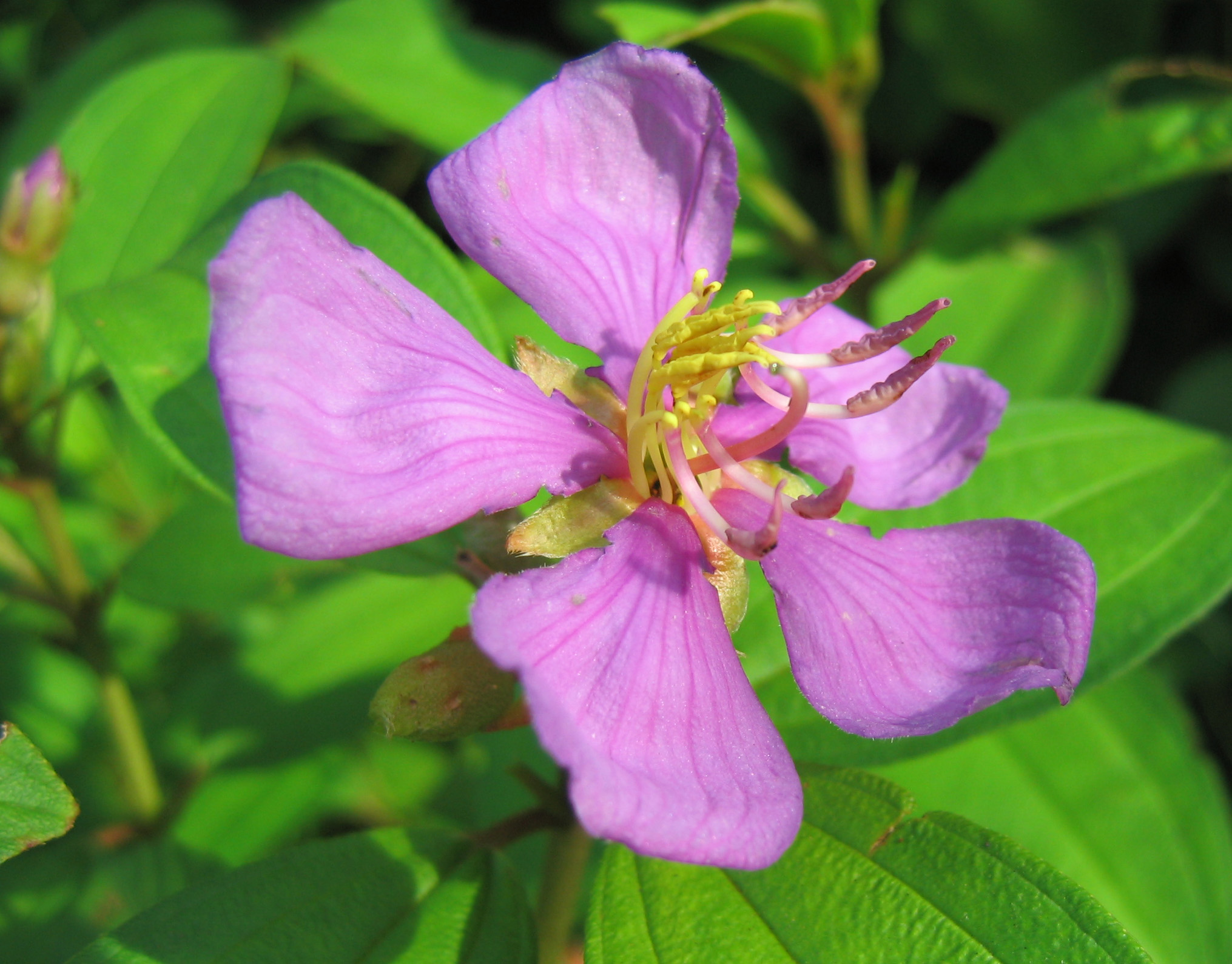 https://upload.wikimedia.org/wikipedia/commons/7/7b/Melastoma_malabathricum_blossom.jpg