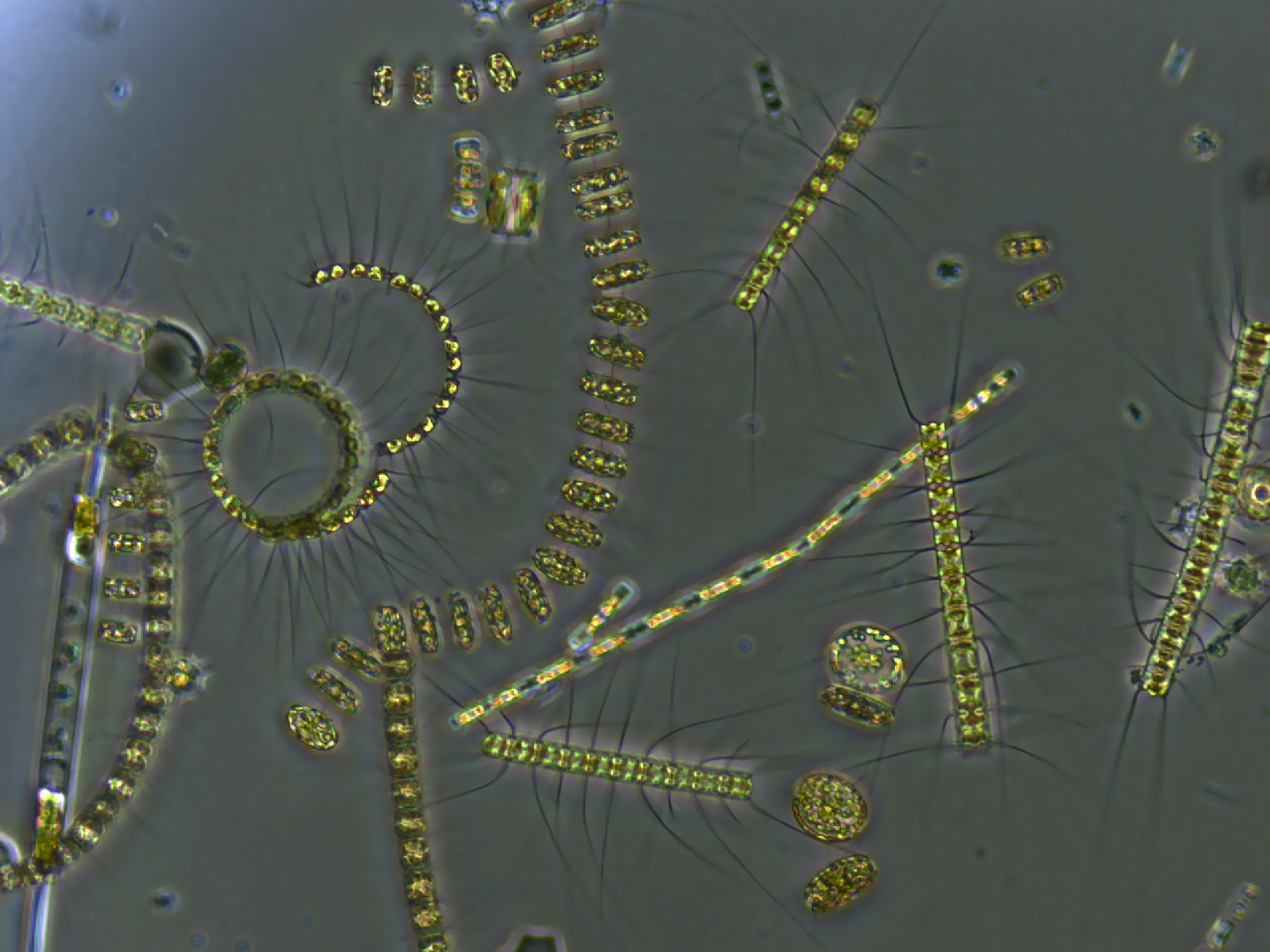 Phytoplankton Wikipedia