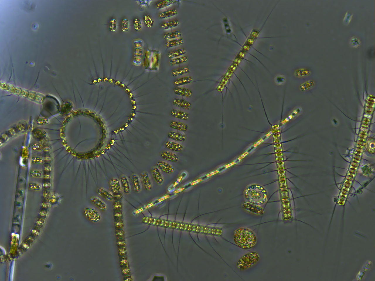 freshwater phytoplankton