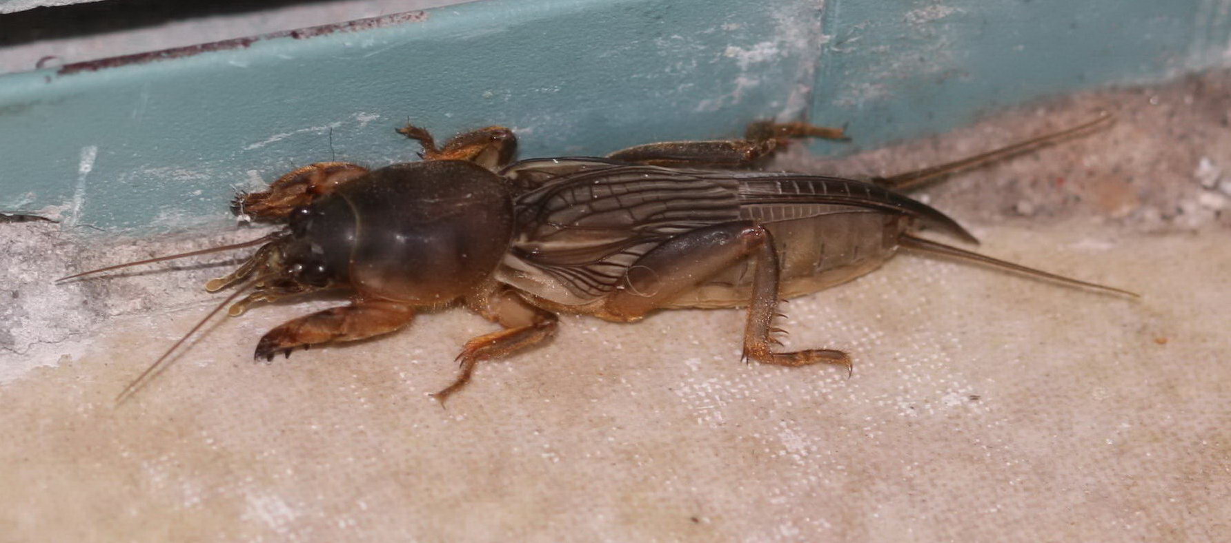 mole cricket life cycle