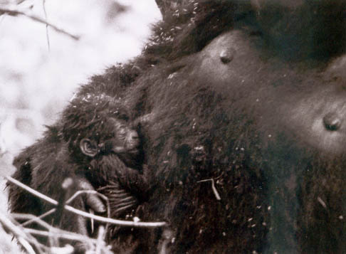 File:Mountain gorilla newborn.KMRA.jpg