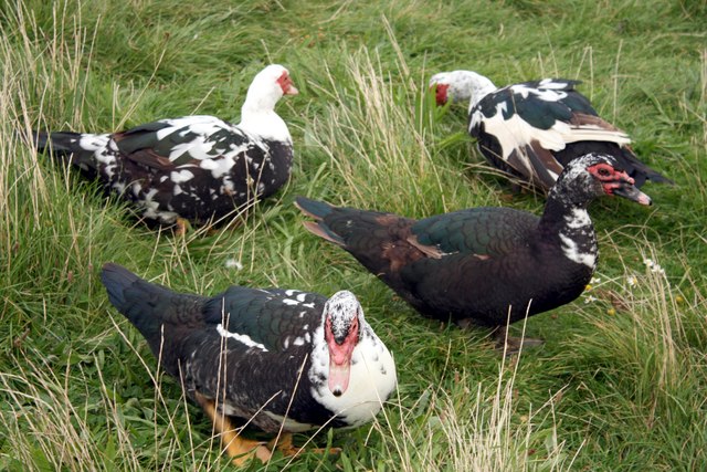 Muscovy Ducks at Cemlyn Bay, Anglesey - geograph.org.uk - 1519517