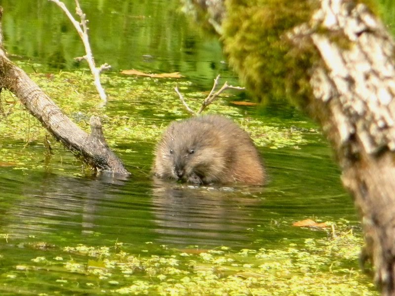 File:Muskrat On a Log.jpg