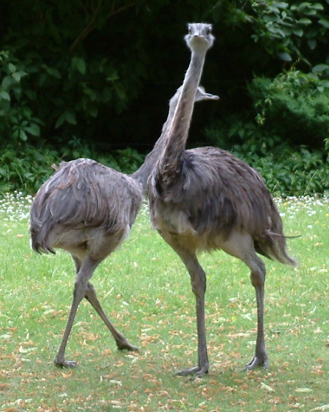 Nandu szare (R. americana)