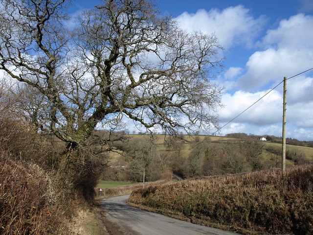 File:Oak by the road - geograph.org.uk - 1730122.jpg