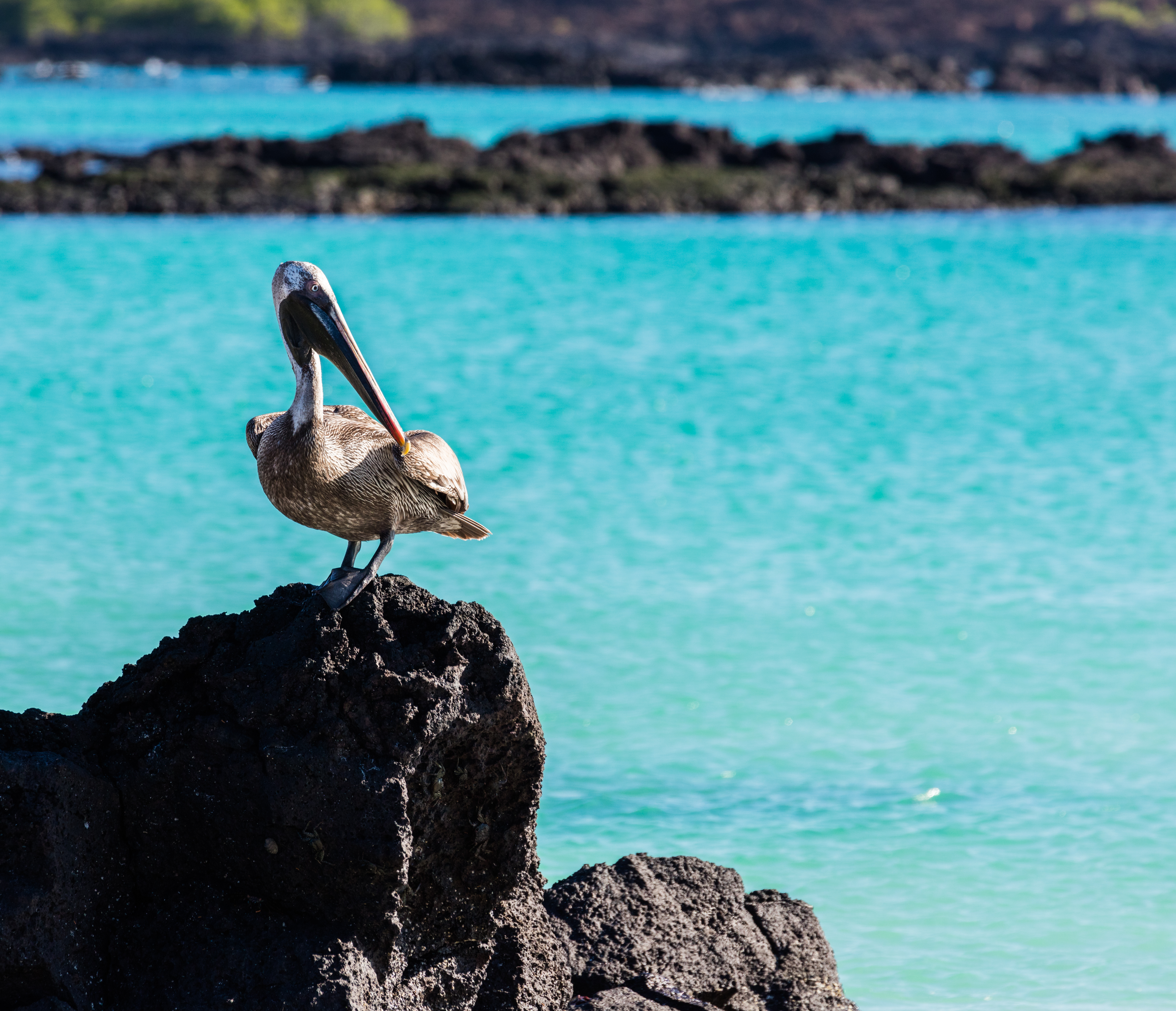 The Marine Biodiversity Paradise of Isla del Caño