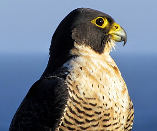 <span class="mw-page-title-main">Falconiformes</span> Order of birds