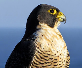 Peregrine falcon (Australia)